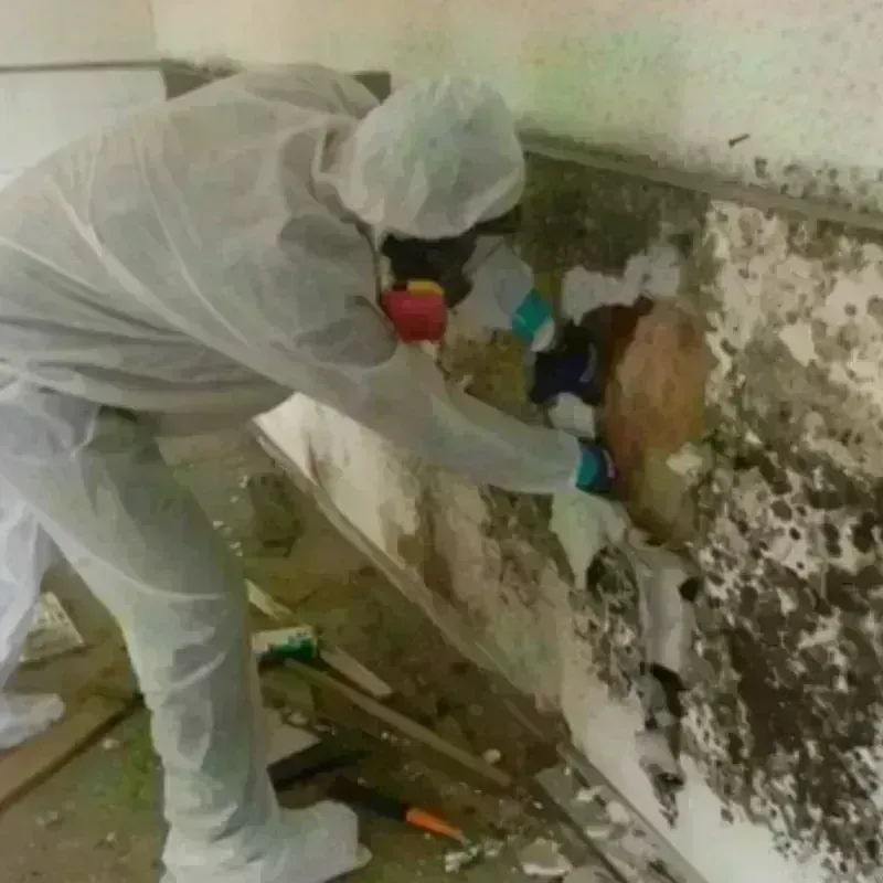 Mold Remediation and Removal in Greenville, AL